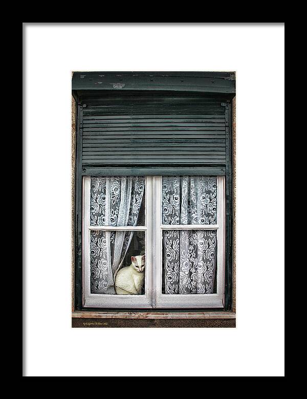 White Cat Framed Print featuring the photograph Waiting for feline Romeo by Aleksander Rotner