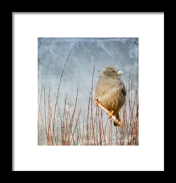 Sparrow Framed Print featuring the photograph Waiting for Spring by Elaine Manley