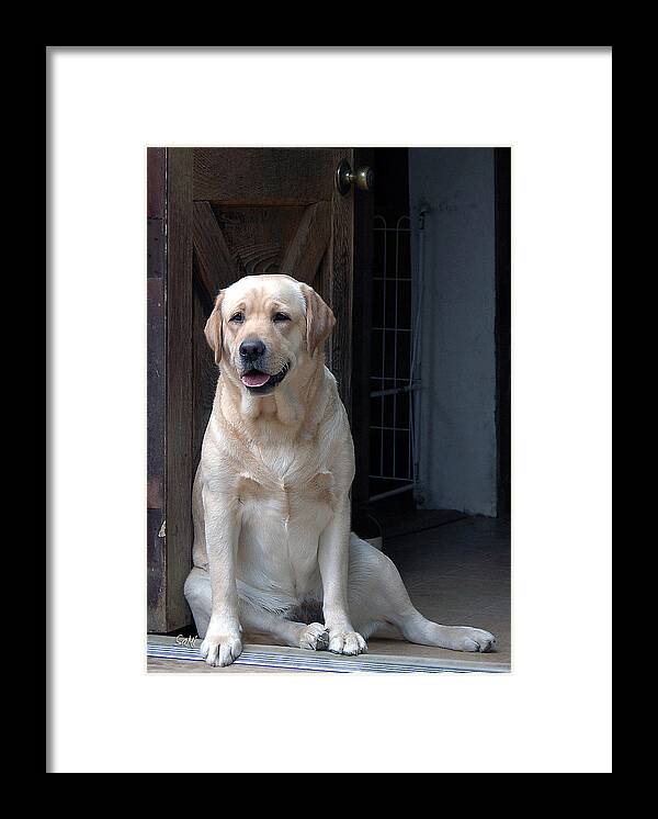 Portrait Framed Print featuring the photograph Waiting patiently by Sami Martin