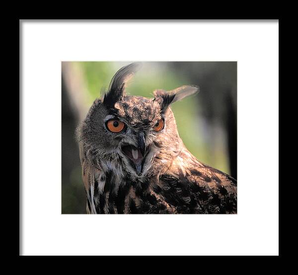 Eagle Owl Framed Print featuring the photograph Wake Up by Leticia Latocki