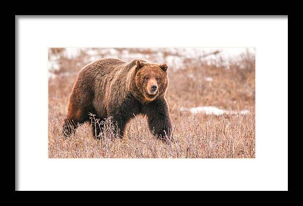 Grizzly Framed Print featuring the photograph Walk About by Kevin Dietrich