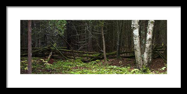 Forest Framed Print featuring the photograph Walk in the Forest by Laura Tucker