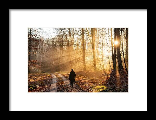 Forest Framed Print featuring the photograph Walk in the forest warm light sun is shining by Matthias Hauser