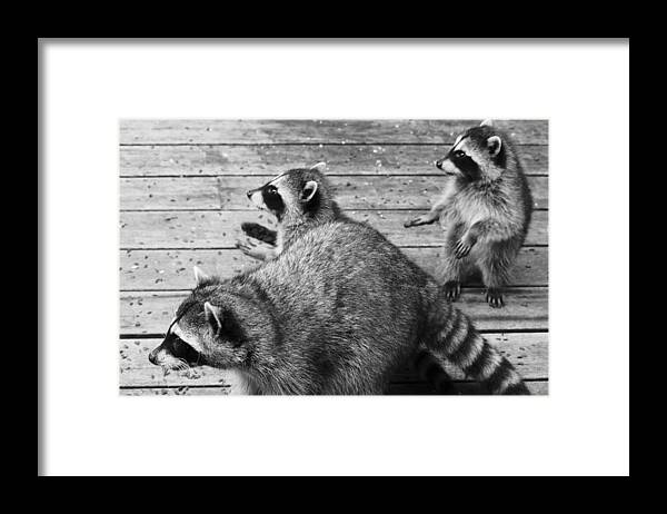 Mammals Framed Print featuring the photograph Walk Like An Egyptian by Kym Backland