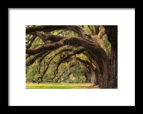 Boone Hall Plantation Framed Print featuring the photograph Walk with me by Marzena Grabczynska Lorenc