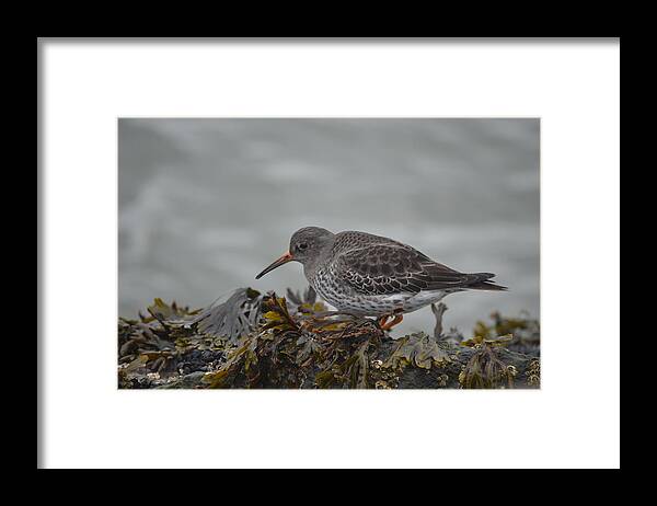 Purple Sandpiper Framed Print featuring the photograph Walking by James Petersen