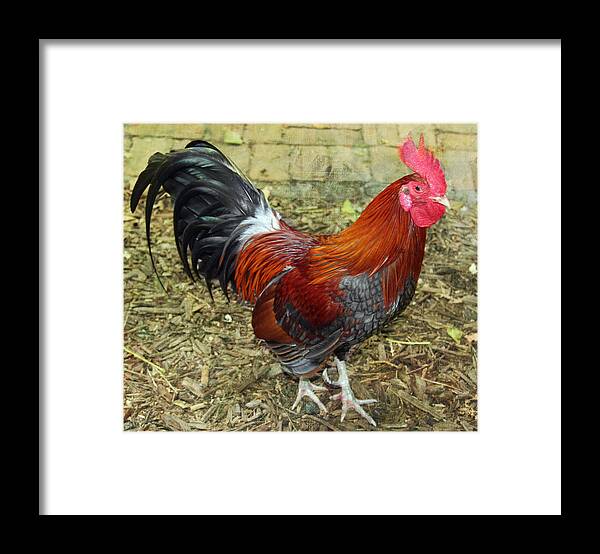 Rooster Framed Print featuring the photograph Walking Proud by Rosemary Aubut
