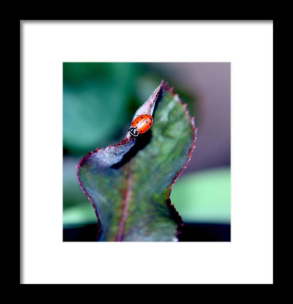 Ladybug Framed Print featuring the photograph Walking The Thorny Edge by Her Arts Desire