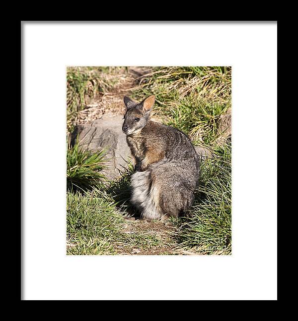 Animal Framed Print featuring the photograph Wallaby by Steven Ralser