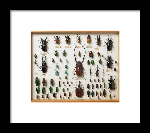 Wallace Collection Framed Print featuring the photograph Wallace Collection Beetle Specimens by Natural History Museum, London/science Photo Library