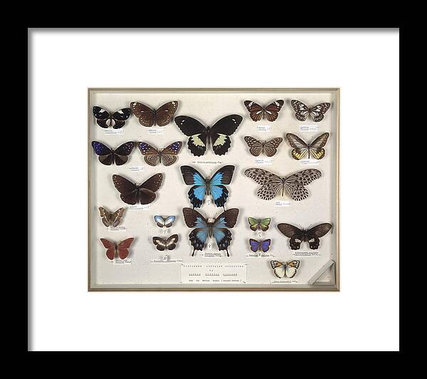 Arthropod Framed Print featuring the photograph Wallace's Malay butterflies, 19th by Science Photo Library