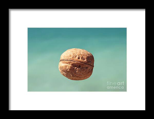 Food Framed Print featuring the photograph Walnut. by Alexandr Malyshev