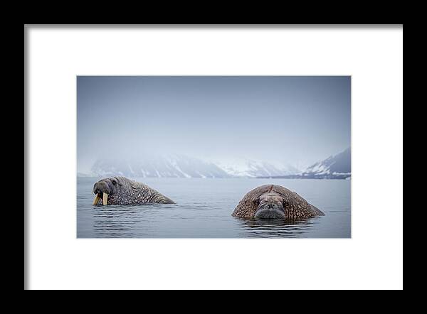 Extreme Terrain Framed Print featuring the photograph Walrus In Natural Arctic Habitat by Mikeuk