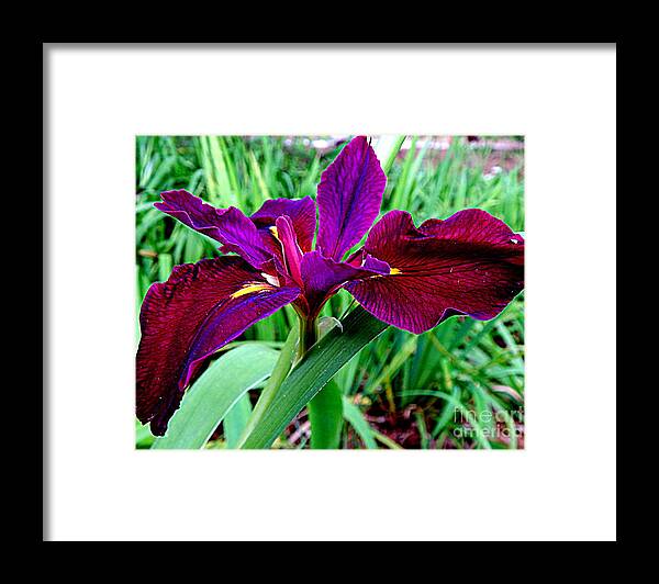 New Orleans Photography Framed Print featuring the photograph Iris Waltz Of The Spring Equinox by Michael Hoard