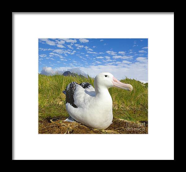 00345306 Framed Print featuring the photograph Wandering Albatross Incubating by Yva Momatiuk John Eastcott
