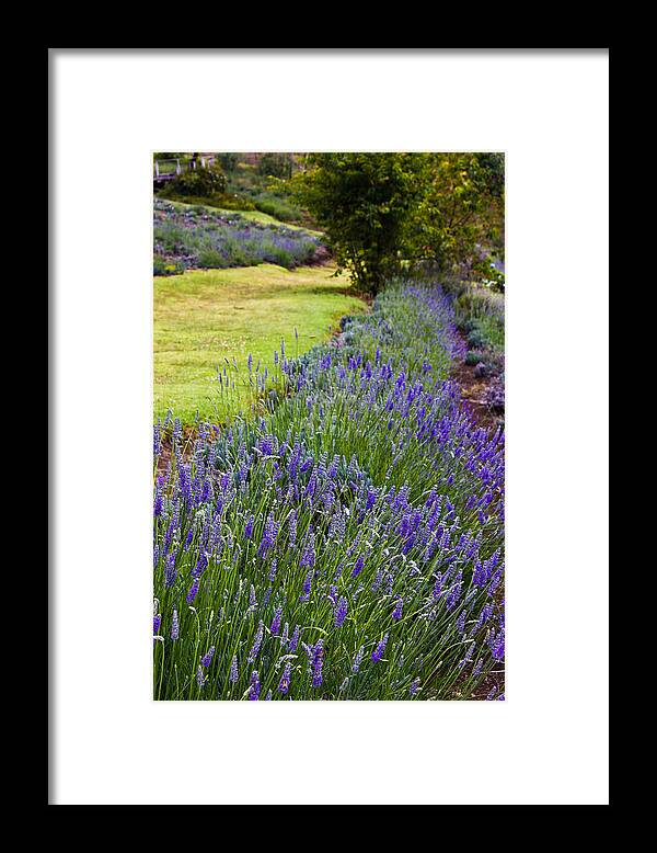 Lavender Framed Print featuring the photograph Wandering In The Lavender Field by Christie Kowalski