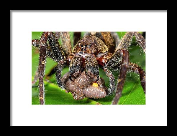 Animal Framed Print featuring the photograph Wandering Spider Feeding by Dr Morley Read