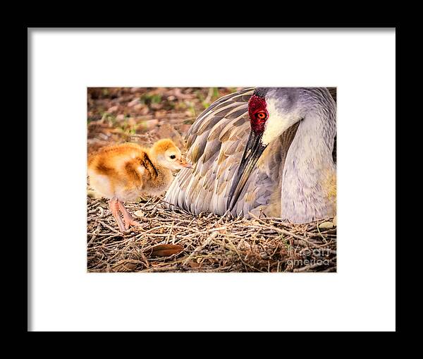 Sandhill Crane Framed Print featuring the photograph Wants attention by Zina Stromberg