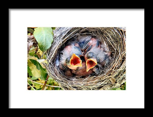 Nature Framed Print featuring the photograph Warbler Feeding Time by Art Dingo