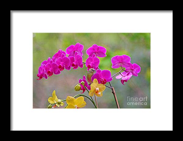Orange Crown Warbler Framed Print featuring the photograph Warbler Posing in Orchids by Luana K Perez