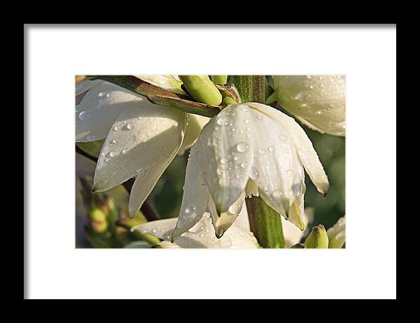 Flowers Framed Print featuring the photograph Washed Clean lll by Theo OConnor