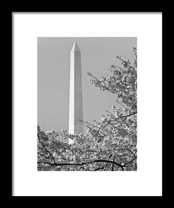 Washington Monument Photographs Framed Print featuring the photograph Washington Monument Amidst the Cherry Blossoms by Emmy Vickers