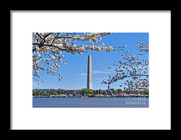 Washington Monument Framed Print featuring the photograph Washington Monument Spring Cherry Blossom trees Full Bloom Tidal Basin by David Zanzinger