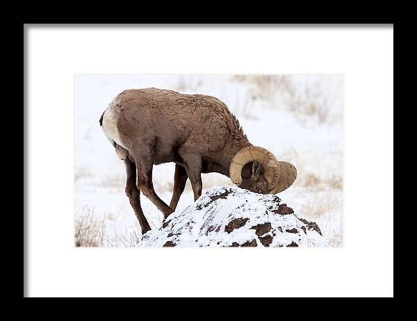 Bighorn Framed Print featuring the photograph Watchful Eye by Michael Dawson