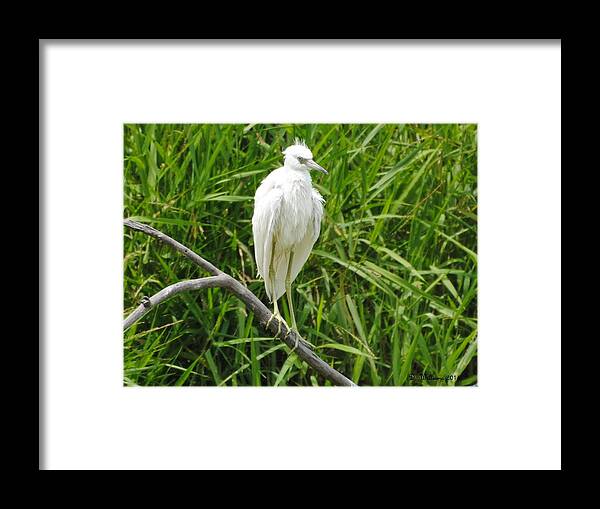 Little Blue Heron Framed Print featuring the photograph Watchful Heron by Dan Williams
