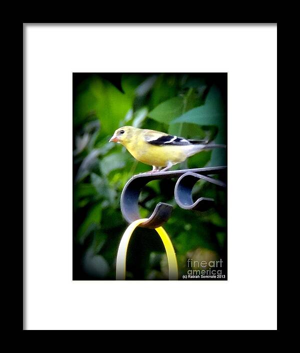Birds Framed Print featuring the photograph Watchful by Rabiah Seminole