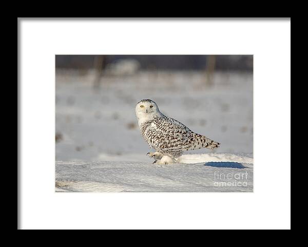 Field Framed Print featuring the photograph Watching and Waiting by Cheryl Baxter