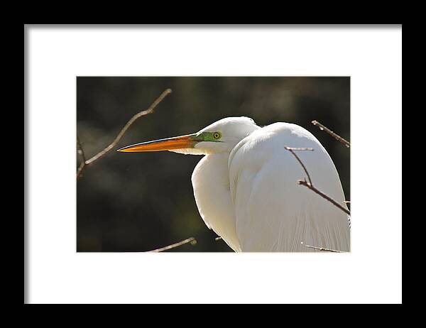 Egret Framed Print featuring the photograph Watching by Jessica Brown