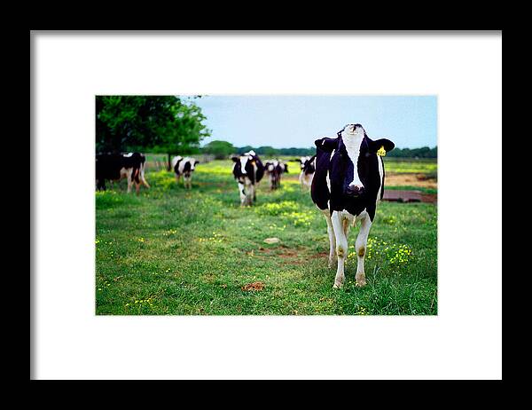 Cows Framed Print featuring the digital art Watching Me by Linda Unger