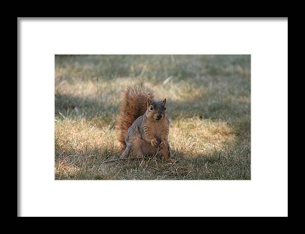 Squirrel Framed Print featuring the photograph Brown city squirrel watching me by Valerie Collins
