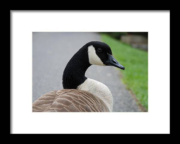 Canadian Goose Framed Print featuring the photograph Watching Me Watching You by Jennifer Ancker