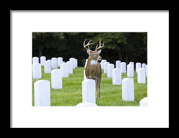 Cemetery Framed Print featuring the photograph Watching Over Departed Souls by Bill and Linda Tiepelman