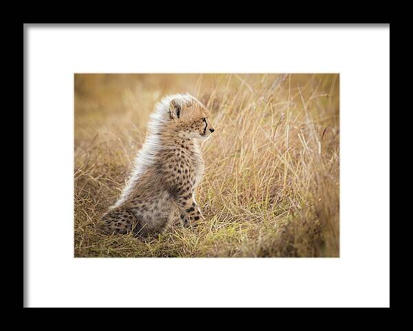 Wild Framed Print featuring the photograph Watching You Mom by Faisal Alnomas