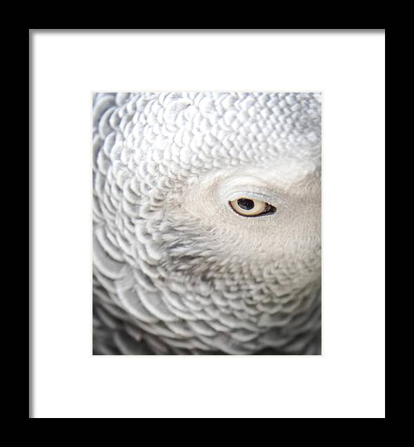 Amazon Parrots Framed Print featuring the photograph Watching You Watching Me by Karen Wiles