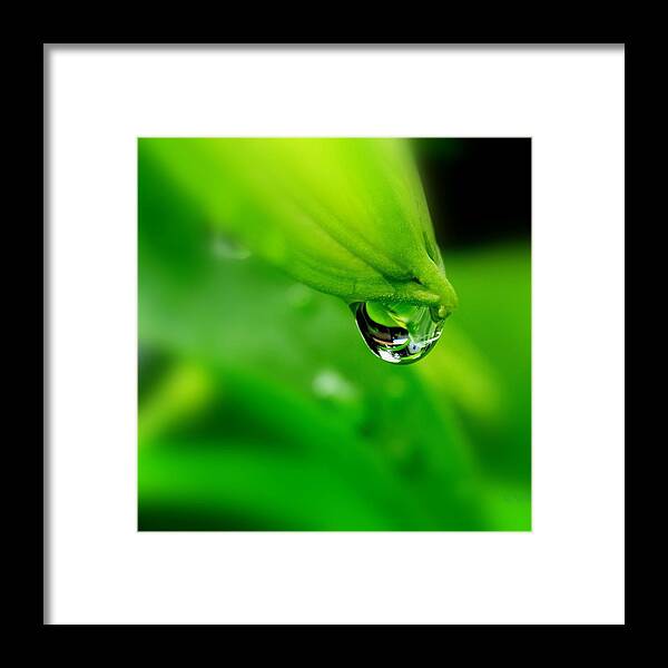 Rain Framed Print featuring the photograph Water Bead by Nick Kloepping