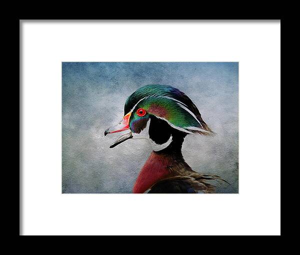 Drakes Framed Print featuring the photograph Water Color Wood Duck by Steve McKinzie