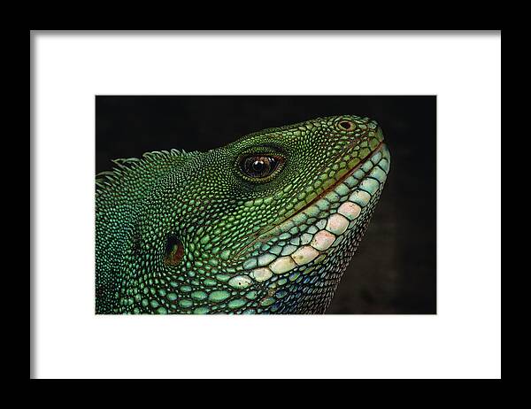 Feb0514 Framed Print featuring the photograph Water Dragon Face Vietnam by Mark Moffett