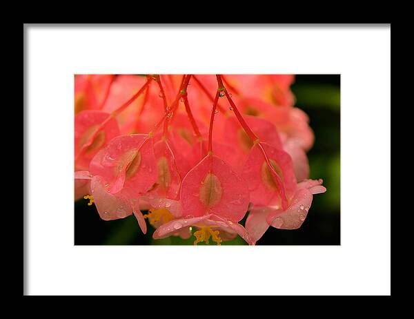 Blooms Framed Print featuring the photograph Water Droplets I by Kathi Isserman