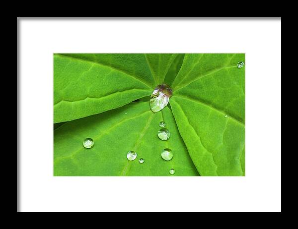 Vanilla Framed Print featuring the photograph Water Drops On Vanilla Leaf by Alan Majchrowicz