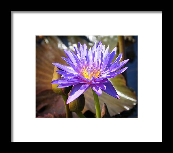 Flower Framed Print featuring the photograph Water Flower 1004d by Marty Koch