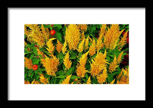 Flower Framed Print featuring the photograph Water flower by Darcy Dietrich