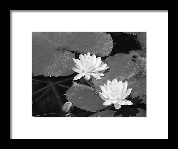 Water Lily Framed Print featuring the photograph Water Lilies and Bud by Sharon McLain