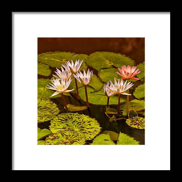 Water Lilies Framed Print featuring the photograph Water Lilies IMG_6388 by Greg Kluempers