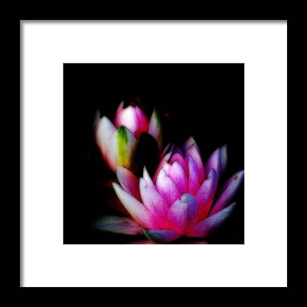 Water Lily Framed Print featuring the digital art Water Lilies ll by Kathy Sampson