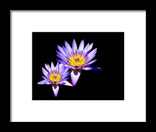 Water Lily Framed Print featuring the photograph Water Lilies on Black by Bill Barber