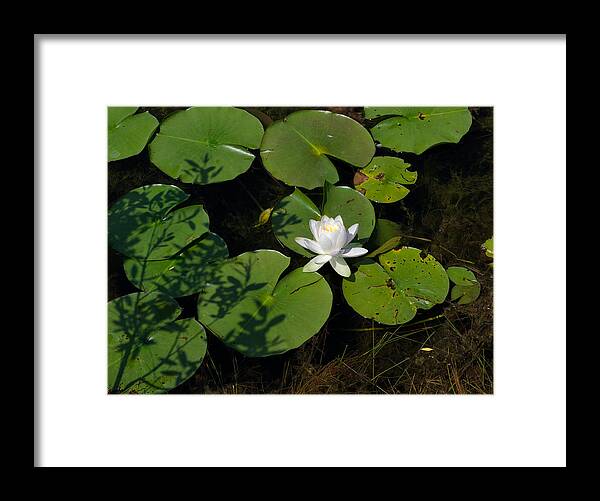 Water Lily Framed Print featuring the photograph Water Lily by Jim Shackett